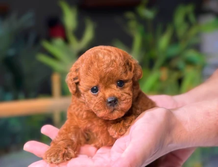 Özel Toy Poodle Yavruları – Görüntülü Görün, Güvenle Sahiplenin - 8783