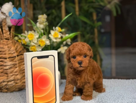 Özel Toy Poodle Yavruları – Görüntülü Görün, Güvenle Sahiplenin - 8783 - Görsel 4