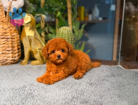 Toy Poodle Arayanlara Özel | Sağlık Garantili Güvenli Teslimat - 8784 - Görsel 4
