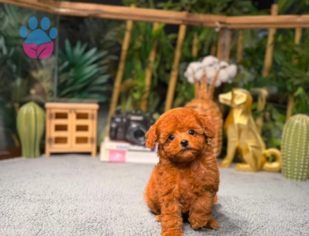 Toy Poodle Arayanlara Özel | Sağlık Garantili Güvenli Teslimat - 8784 - Görsel 3