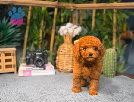 Toy Poodle Arayanlara Özel | Sağlık Garantili Güvenli Teslimat - 8784