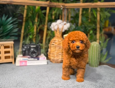 Toy Poodle Arayanlara Özel | Sağlık Garantili Güvenli Teslimat - 8784