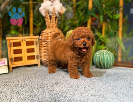 Gerçek Toy Poodle Yavruları | Sözleşmeli & Garantili Sahiplendirme - 8786