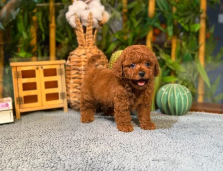 Gerçek Toy Poodle Yavruları | Sözleşmeli & Garantili Sahiplendirme - 8786