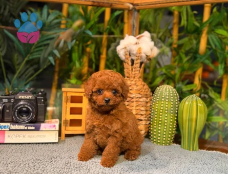 Gerçek Toy Poodle Yavruları | Sözleşmeli & Garantili Sahiplendirme - 8786 - Görsel 3