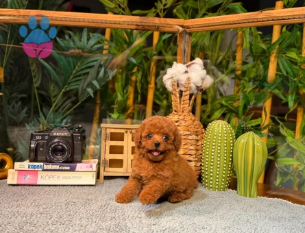 Gerçek Toy Poodle Yavruları | Sözleşmeli & Garantili Sahiplendirme - 8786 - Görsel 4