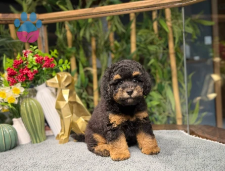 Muazzam Güzellikte Toy Poodle - 8787