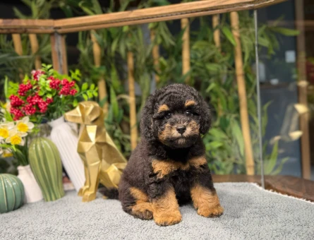 Muazzam Güzellikte Toy Poodle - 8787
