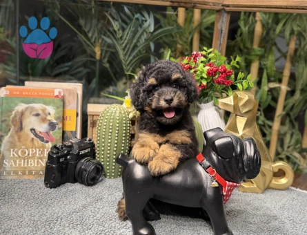 Muazzam Güzellikte Toy Poodle - 8787 - Görsel 3