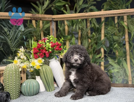 Silver Yavrumuz Oscar 🐶 - 8789