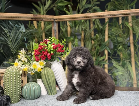 Silver Yavrumuz Oscar 🐶 - 8789