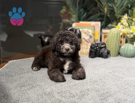 Silver Yavrumuz Oscar 🐶 - 8789 - Görsel 3