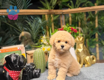 Toy Poodle Bebeğimiz Cookie - 8790