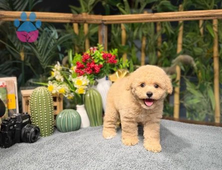 Toy Poodle Bebeğimiz Cookie - 8790 - Görsel 3