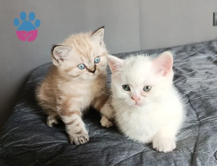 Minnoşlarım teslime hazır - 8791 - Görsel 4