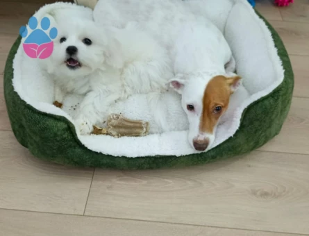 9 Aylık Orijinal Dişi Maltese Terrier - 8793