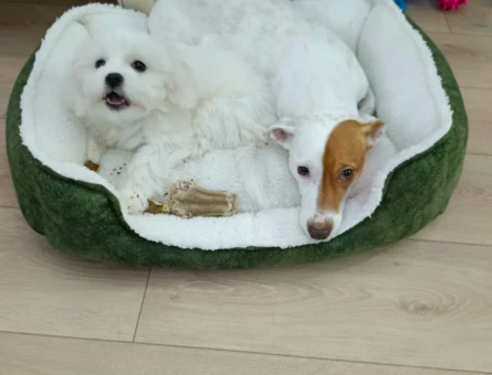9 Aylık Orijinal Dişi Maltese Terrier - 8793