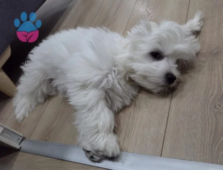 9 Aylık Orijinal Dişi Maltese Terrier - 8793 - Görsel 3