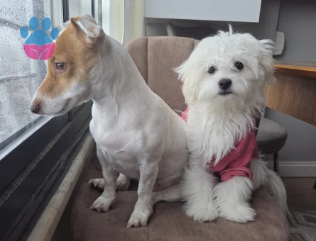 9 Aylık Orijinal Dişi Maltese Terrier - 8793 - Görsel 4