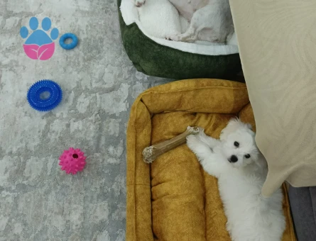 9 Aylık Orijinal Dişi Maltese Terrier - 8793 - Görsel 5