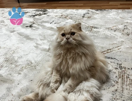 Oyunbaz şaşkın.Ücretsiz sahiplendirme. - 8796 - Görsel 4
