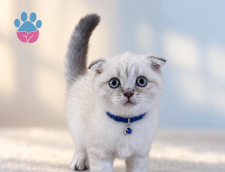 Scottish Fold Safkan Point Erkek Yavrumuz - 8799