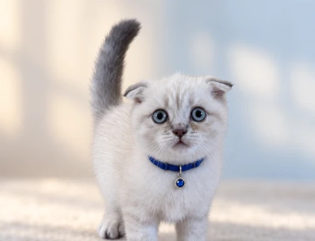 Scottish Fold Safkan Point Erkek Yavrumuz - 8799