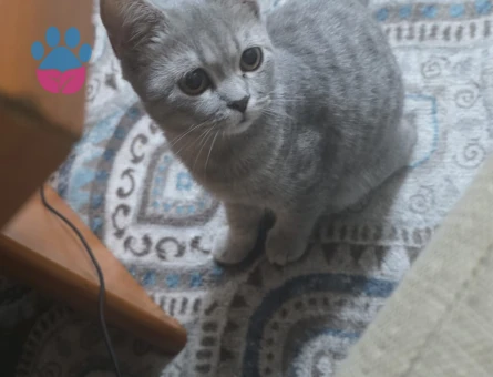 Orjin british Shorthair 5 Aylık - 8801 - Görsel 2