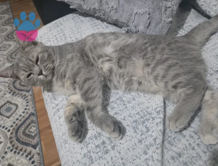 Orjin british Shorthair 5 Aylık - 8801 - Görsel 3
