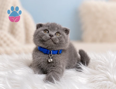 Scottish Fold Gri Erkek Yavrumuz - 8803