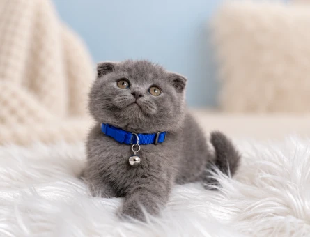 Scottish Fold Gri Erkek Yavrumuz - 8803