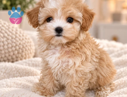 Sevimli Maltipoo Yavrumuz Yeni Ailesini Bekliyor - 8802 - Görsel 2