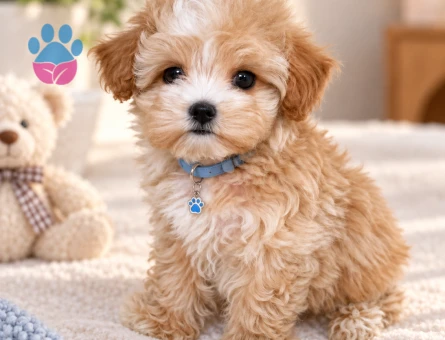 Sevimli Maltipoo Yavrumuz Yeni Ailesini Bekliyor - 8802 - Görsel 3