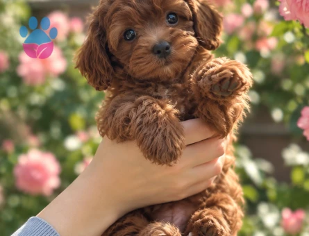 Tatlı Bakışlı Maltipoo Yavrumuza Sıcak Bir Yuva - 8804 - Görsel 2