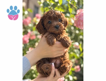 Tatlı Bakışlı Maltipoo Yavrumuza Sıcak Bir Yuva - 8804 - Görsel 3