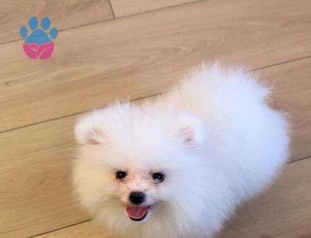 Pomerian boo - 8806