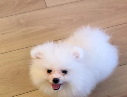 Pomerian boo - 8806