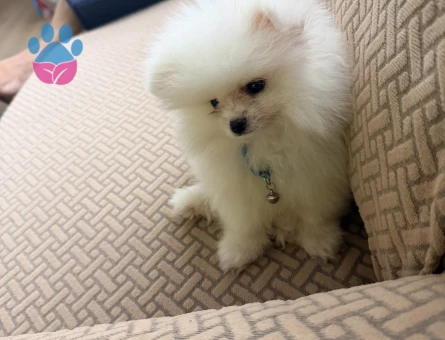 Pomerian boo - 8806 - Görsel 3
