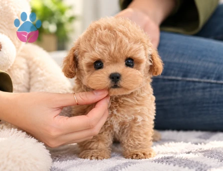 Oyuncu Maltipoo Yavrumuz Ailesini Arıyor - 8807 - Görsel 2