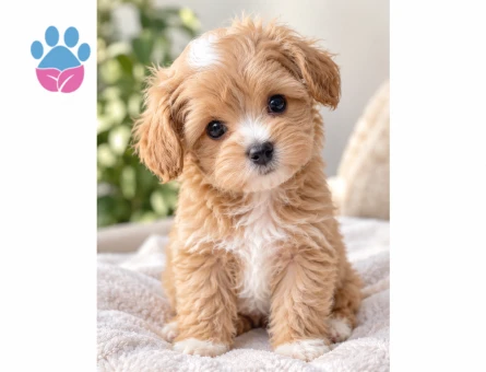 Pofuduk Maltipoo Yavrumuz Yeni Yuvasını Bekliyor - 8808 - Görsel 2