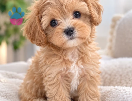Pofuduk Maltipoo Yavrumuz Yeni Yuvasını Bekliyor - 8808 - Görsel 3