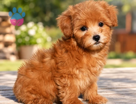 Minik Patili Maltipoo Yavrumuza Yeni Aile Arıyoruz - 8809 - Görsel 2