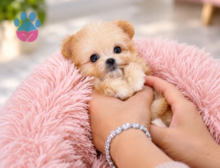 Çok Sevimli Maltipoo Yavrumuz Yeni Ailesini Arıyor - 8810 - Görsel 2