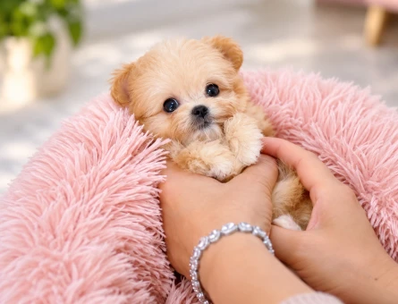 Çok Sevimli Maltipoo Yavrumuz Yeni Ailesini Arıyor - 8810
