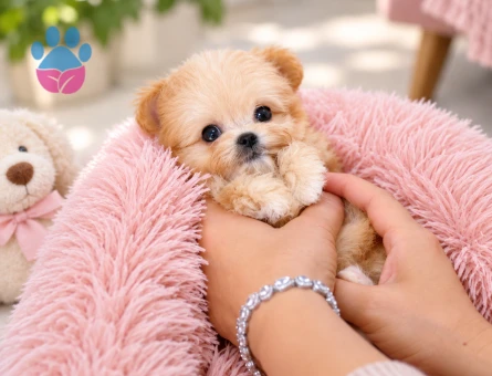 Çok Sevimli Maltipoo Yavrumuz Yeni Ailesini Arıyor - 8810 - Görsel 3