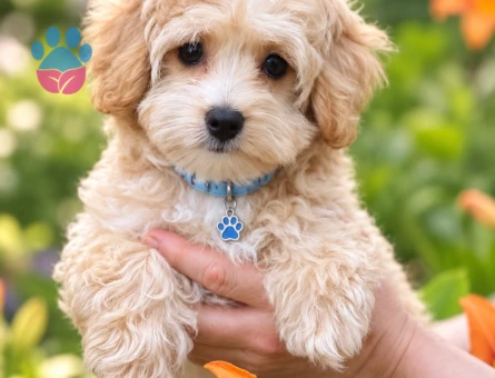 Tatlı mı Tatlı Maltipoo Yavrumuza Yeni Yuva - 8812 - Görsel 2