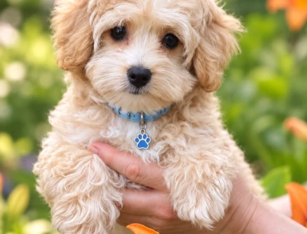 Tatlı mı Tatlı Maltipoo Yavrumuza Yeni Yuva - 8812