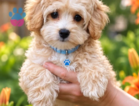 Tatlı mı Tatlı Maltipoo Yavrumuza Yeni Yuva - 8812 - Görsel 3