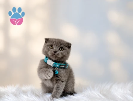 Scottish Fold Gri Oyuncu Yavrumuz Yuva Arıyor - 8813