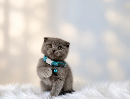 Scottish Fold Gri Oyuncu Yavrumuz Yuva Arıyor - 8813